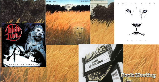 white lion fight to survive pride big game mane attraction ma discotheque ideale