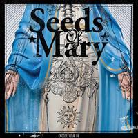SEEDS OF MARY  Choose Your Lie